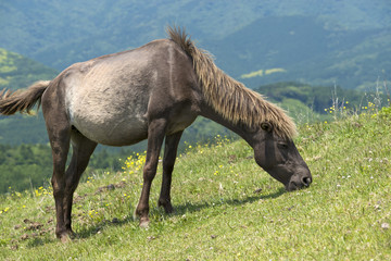 草を食む都井岬の馬