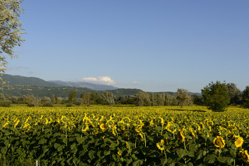 sunflowers fields in the "holy valley" #04, Rieti