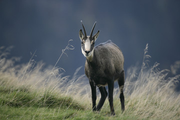 Chamois, Rupicapra rupicapra