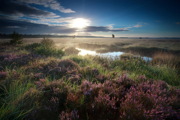 morning sunshine over swamp with heather