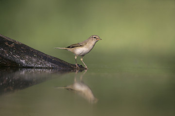 Chiffchaff, Phylloscopus collybita