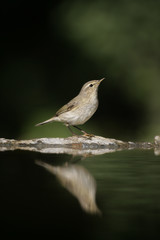Chiffchaff, Phylloscopus collybita