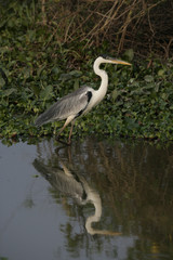 Cocoi heron, Ardea cocoi