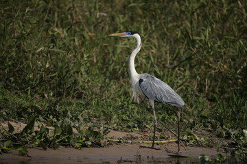 Fototapeta premium Cocoi heron, Ardea cocoi