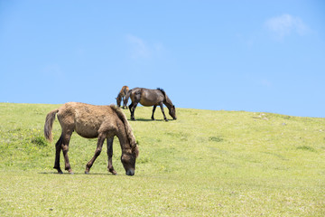 草を食む都井岬の若い馬