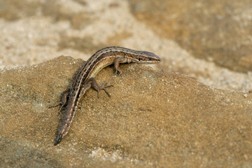 Common Lizard, Lacerta vivipara,