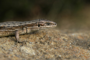 Common Lizard, Lacerta vivipara,