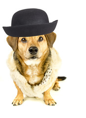 dog and hat