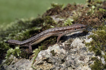 Fototapeta premium Common Lizard, Lacerta vivipara,