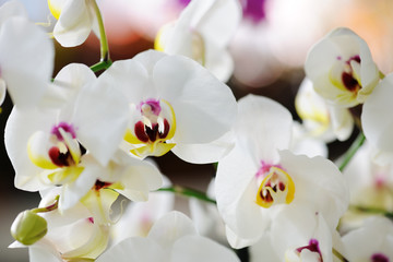 Plakat white orchid