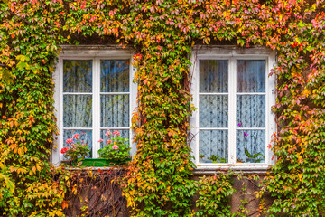 Fototapeta na wymiar Zarośnięte okno starego domu