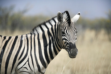 Fototapeta na wymiar Zebra w Etosha w Namibii