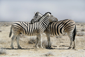 Fototapeta na wymiar Dwie zebry w Parku Etosha w Namibii