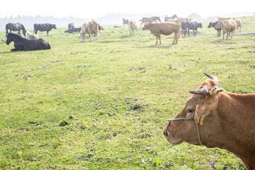 阿蘇の赤牛や馬たち
