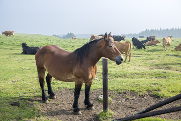 阿蘇の牧場の馬と牛たち