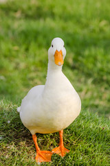 duck
