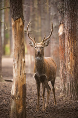spotty deer