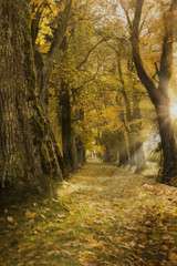Eichenallee mit Herbstfärbung und Sonne