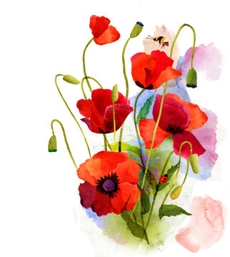 Watercolor poppy