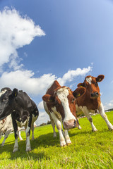Cows in green field