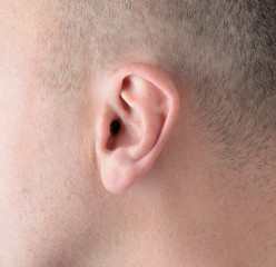 Ear