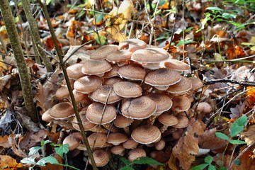 Fototapeta premium Armillaria mellea honey fungus