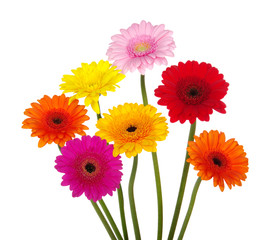 gerbera daisies