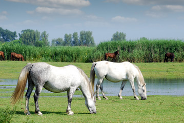 Obraz na płótnie Canvas white horses on pasture farm scene
