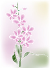 light green and pink illustration with orchid