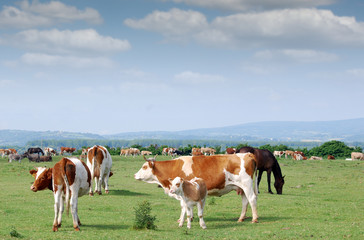 cows and calf on pasture