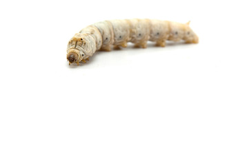 Gusano de seda