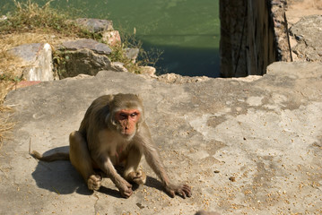 Rhesus macaque, Deeg, Rajasthan, India