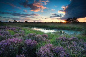 sunset over swamp with flowering pink heather