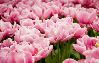Fototapeta premium colorful tulips.