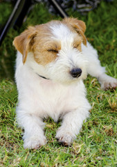Jack Russell Terrier