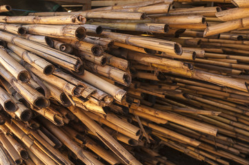 giant reed cane drying in a cane plantation