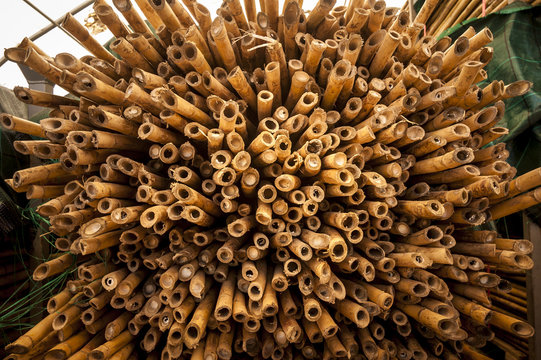 Giant Reed Stock Fodder