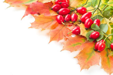 Rose hip fruit with autumn leafs,