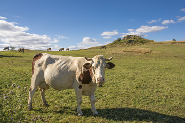 Fototapeta na wymiar White and brown dairy cow in a green pasture and blue sky