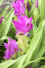 curcuma alismatifolia