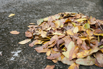 Dried leaf on the ground for background