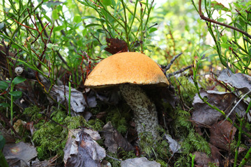 orange-cap boletus