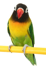 Fototapeta na wymiar green parrot lovebird isolated