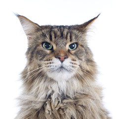 maine coon cat