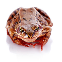 European common frog