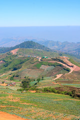 Street across the cabbage crop on mountain.