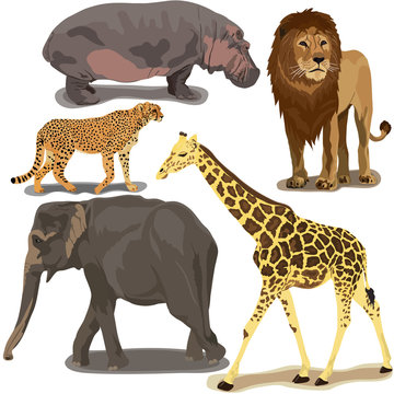 Set With African Animals