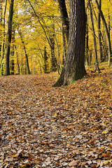Wald im Herbst
