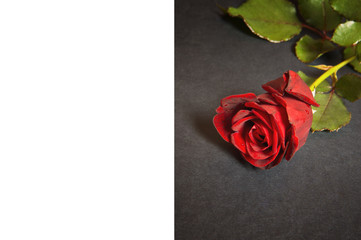 Red rose with copy space.