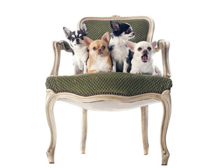 antique chair and chihuahuas